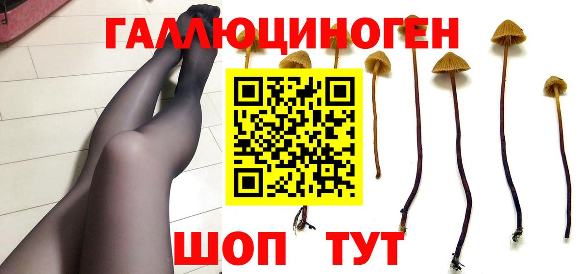Псилоцибиновые грибы Psilocybine cubensis Майский